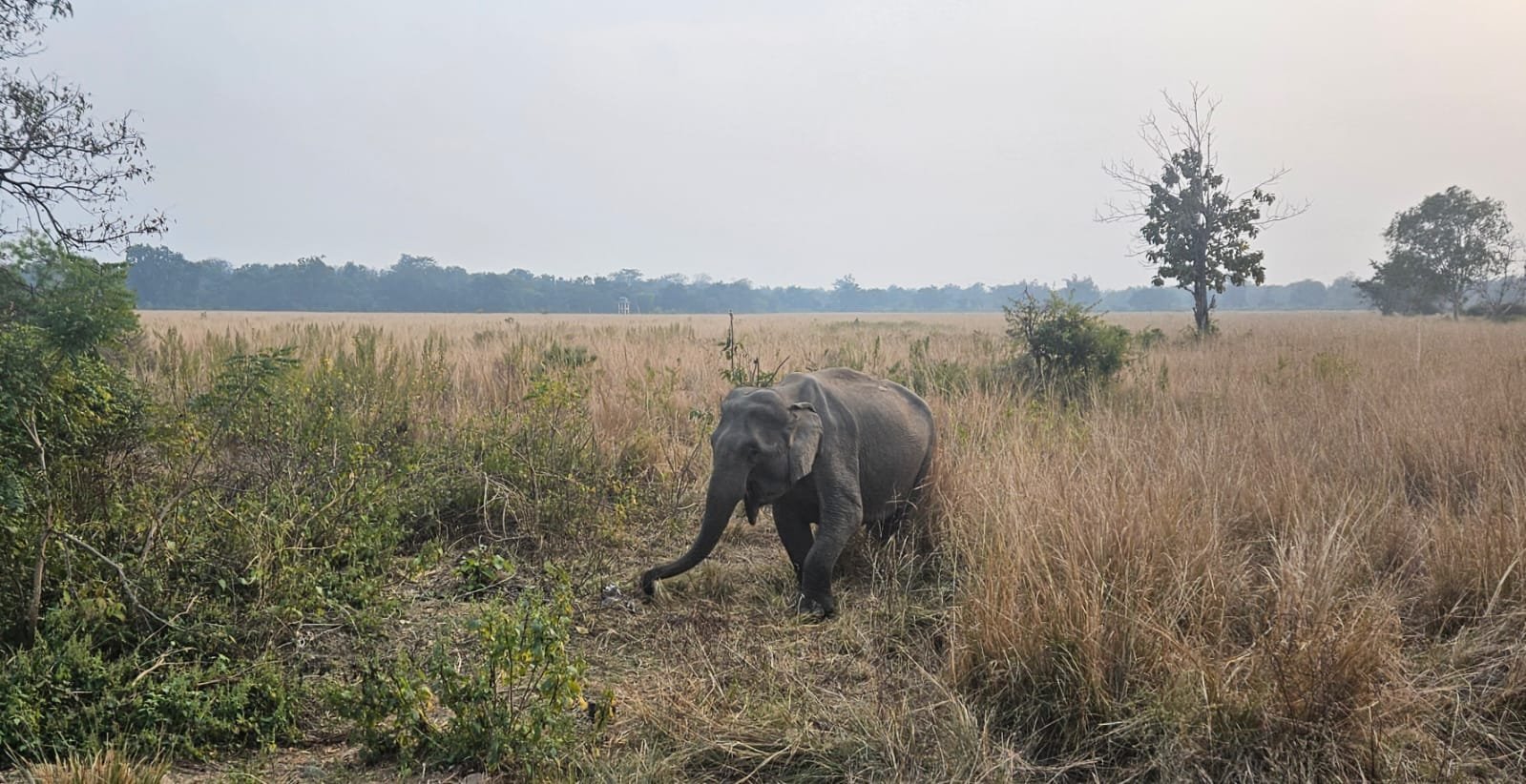 Elephant in Corbett grassland