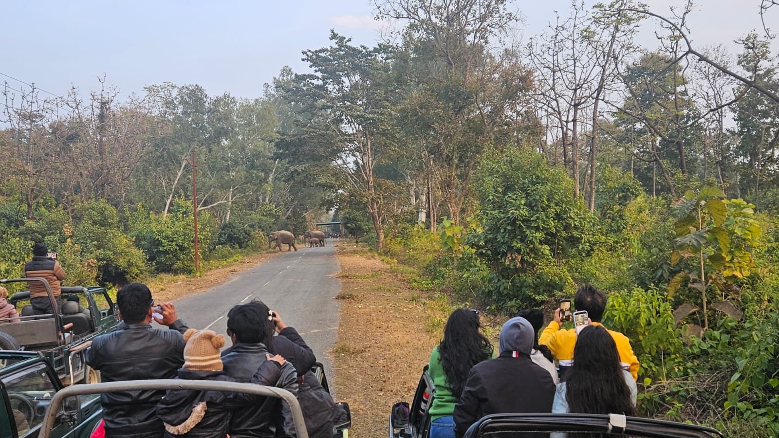 Elephants crossing the road