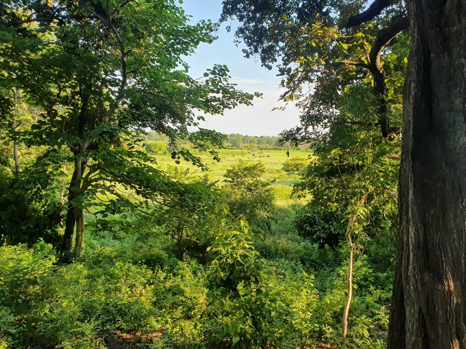 Corbett forest view