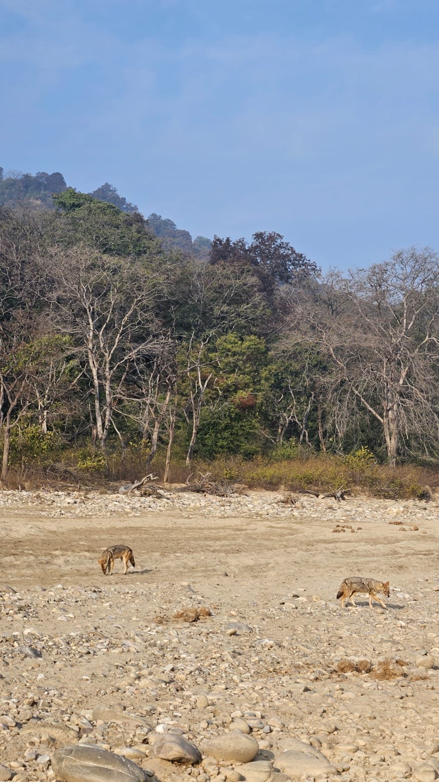 Jackals on Ramganga riverbed