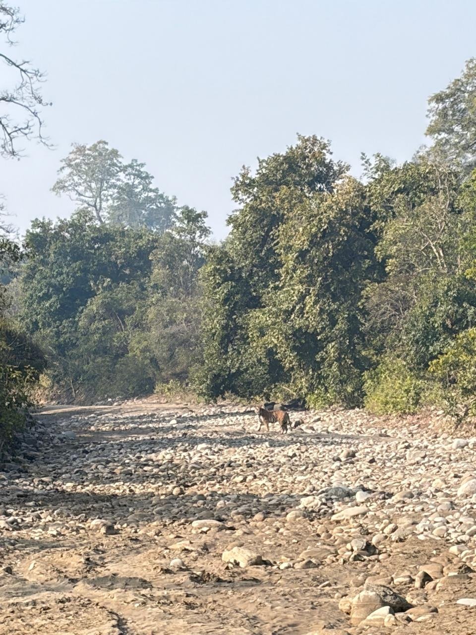 Tiger walking on Ramganga riverbed