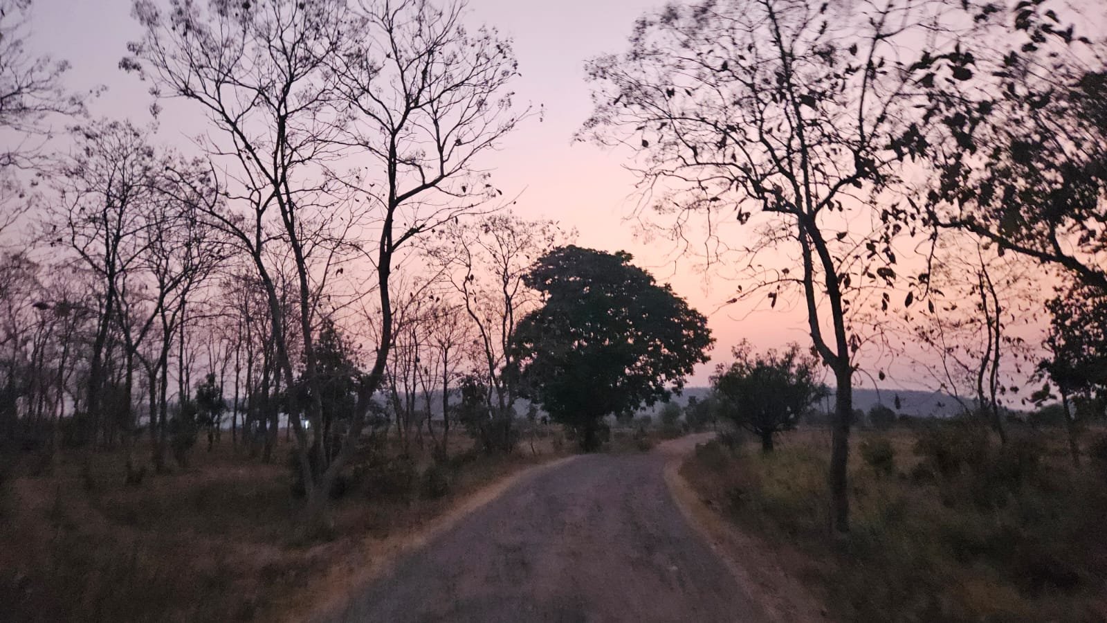 Dawn on Dudhwa forest road