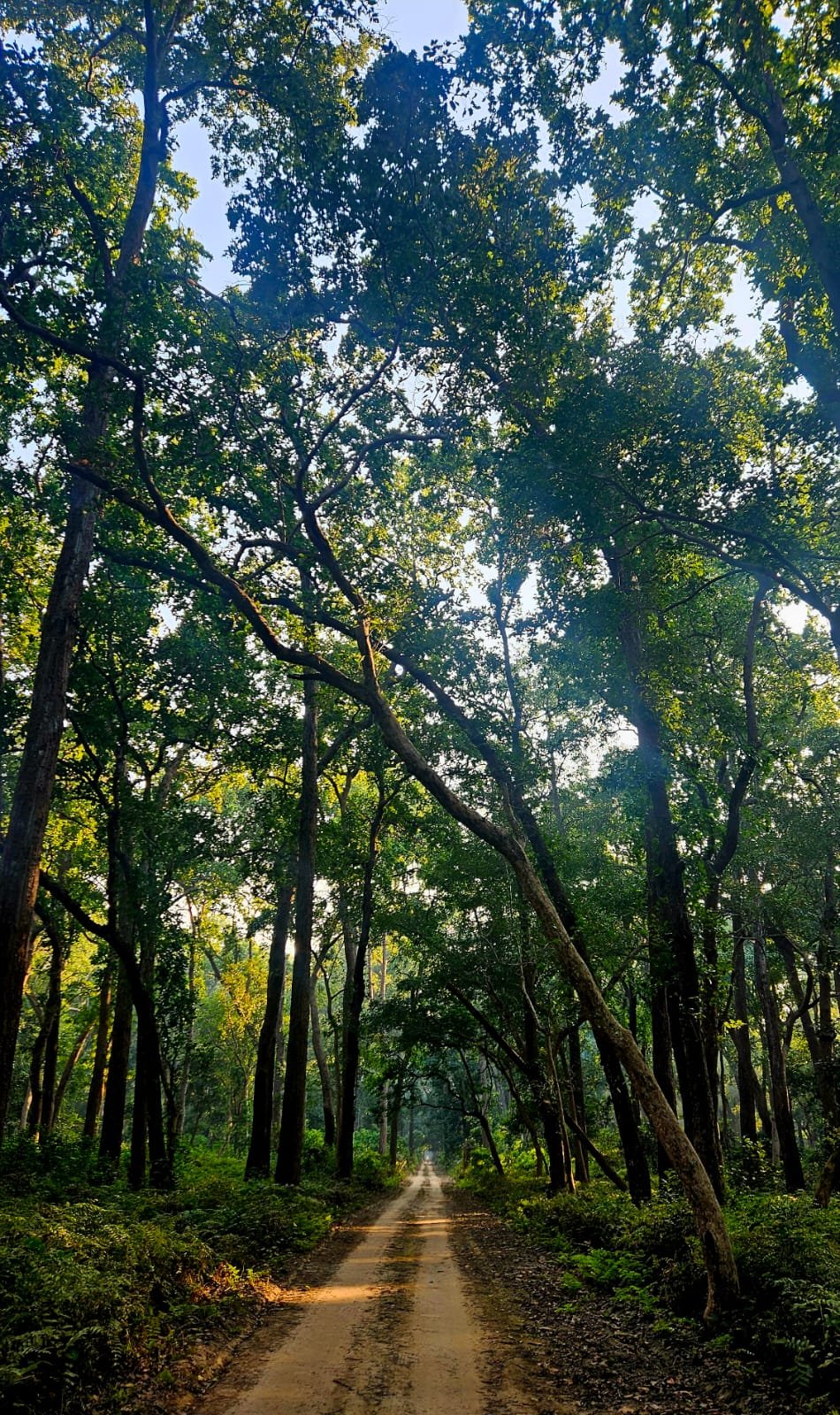 Dudhwa sal forest canopy