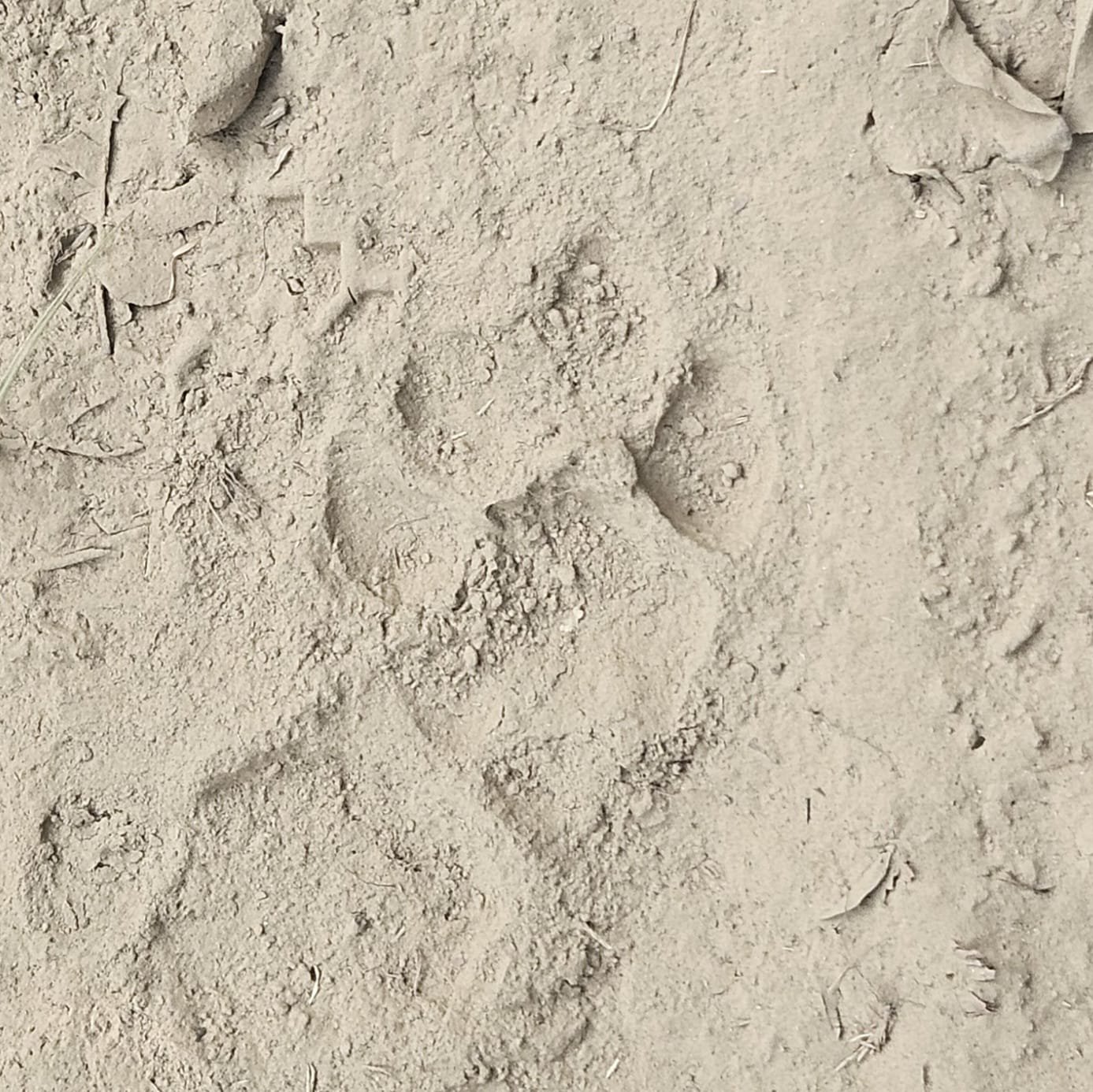 Tiger pugmark in mud