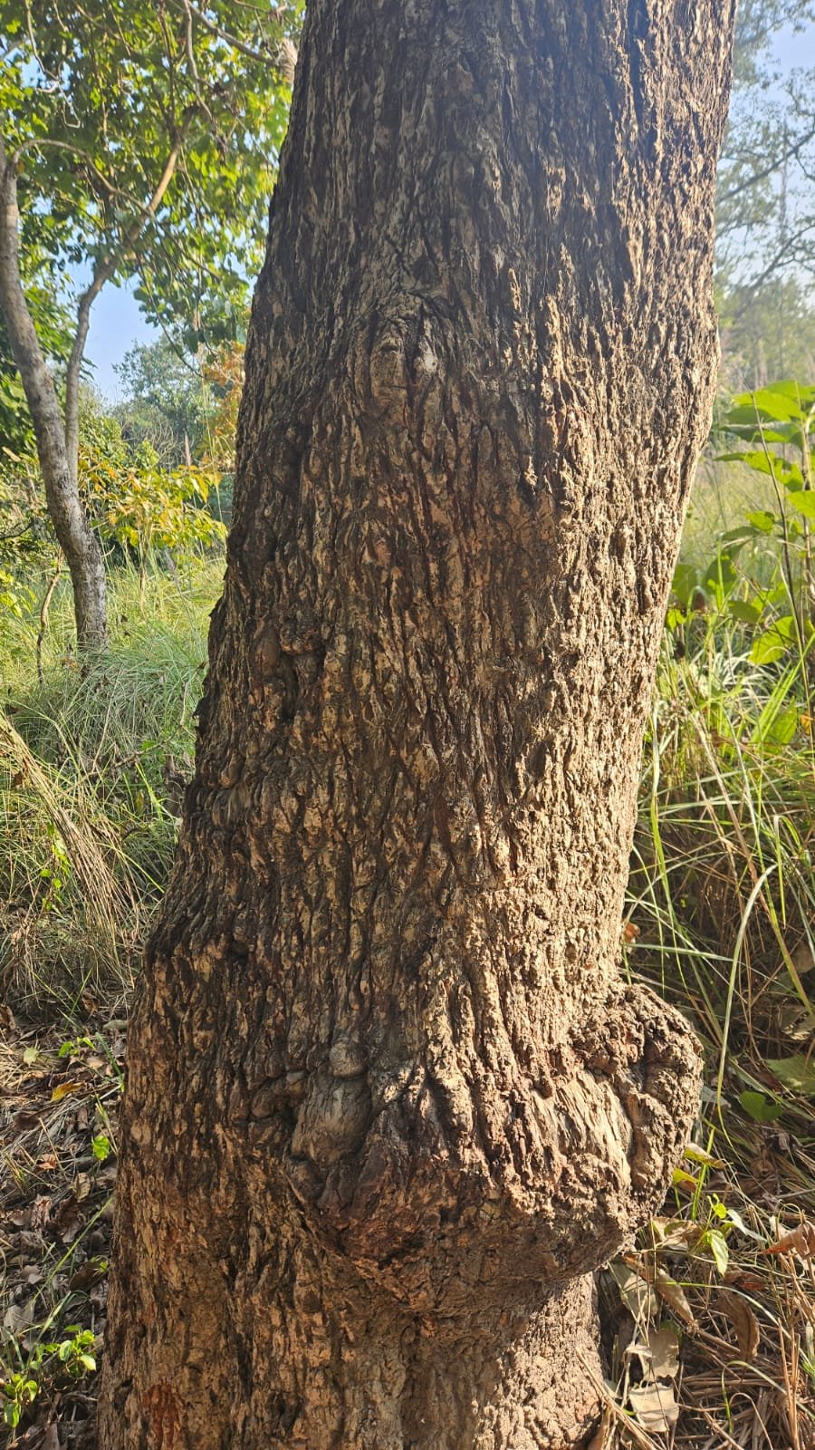 Tiger scratch marks on tree