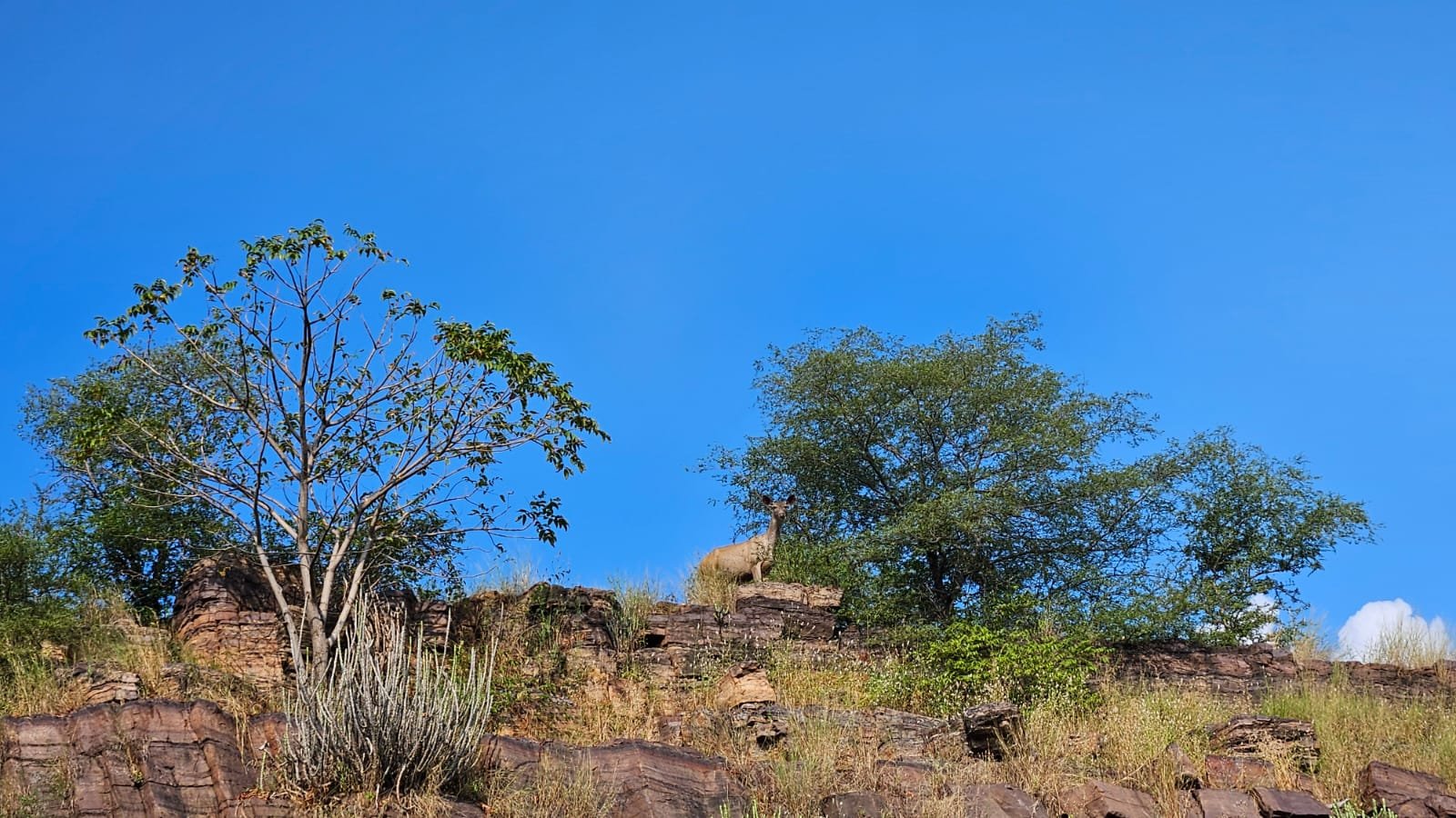 Chinkara on ridge ruins