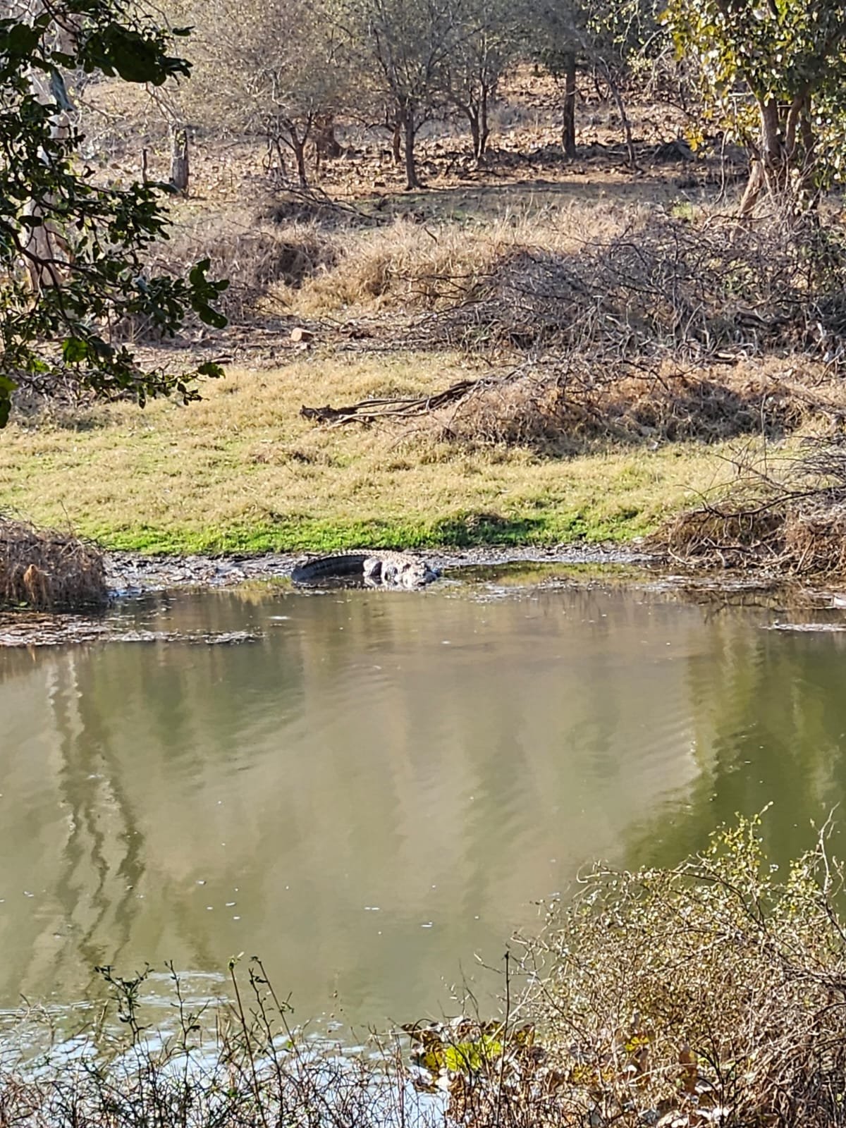 Mugger crocodile lake