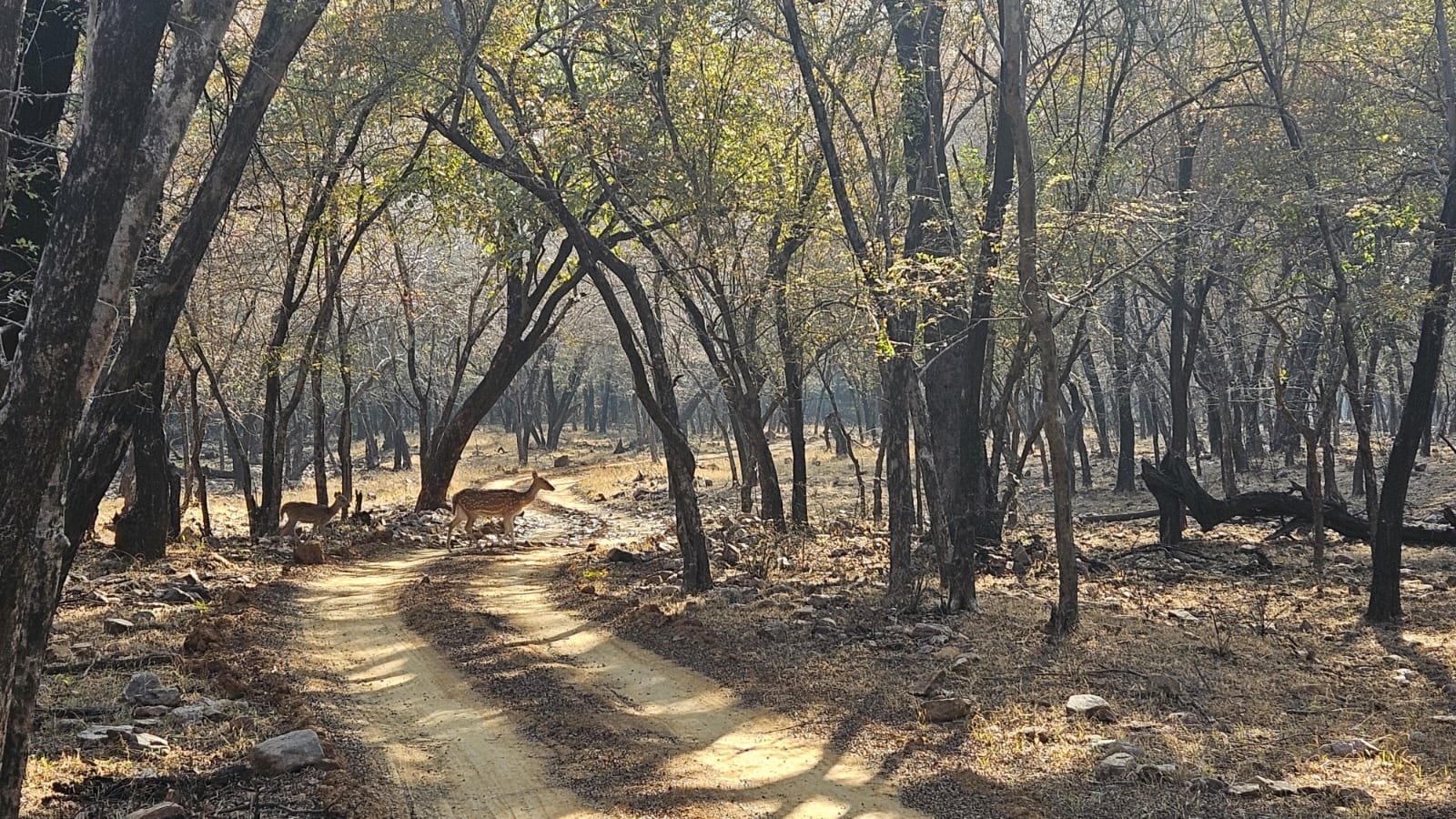Spotted deer crossing road