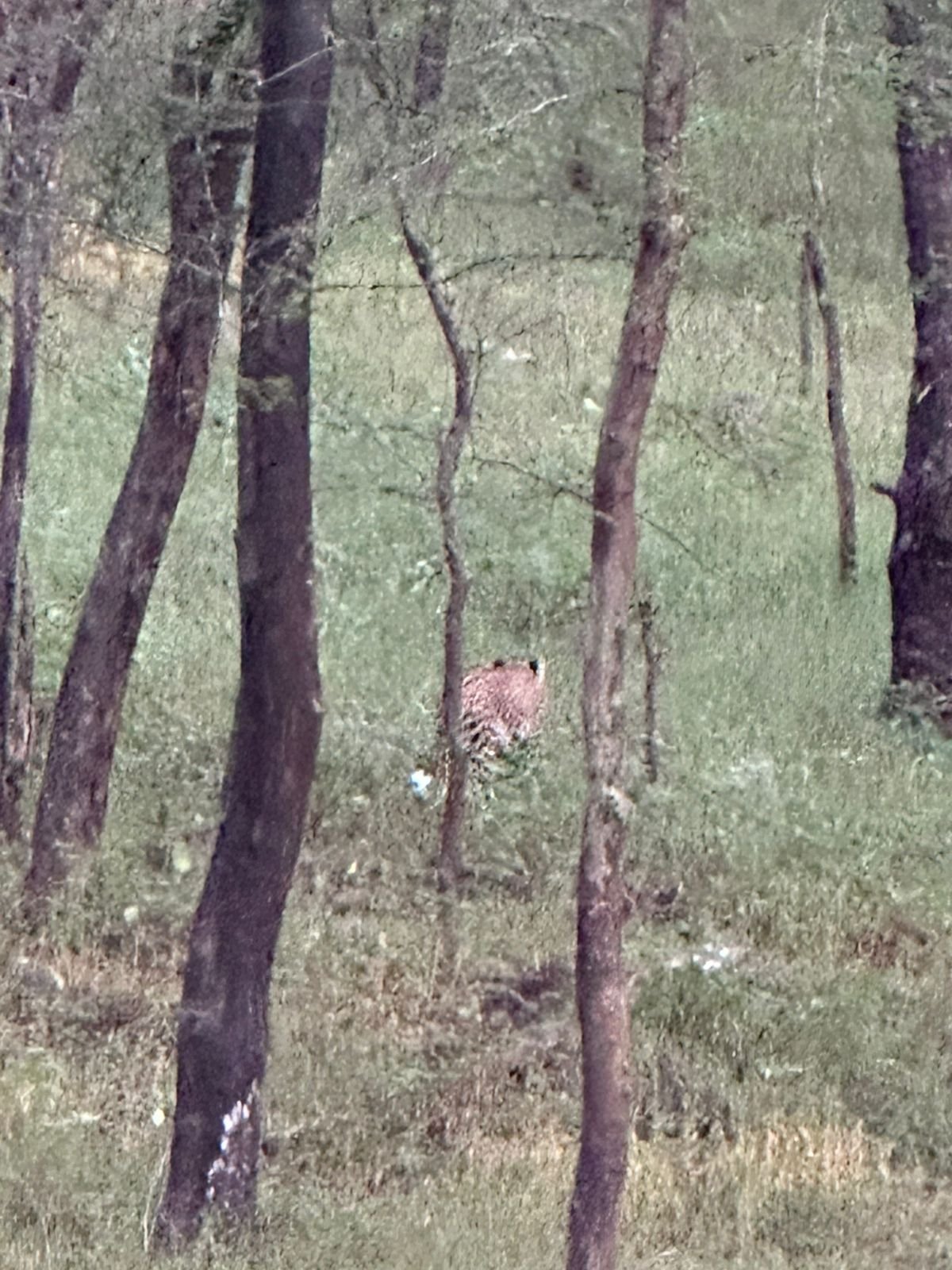 Leopard in Ranthambore forest