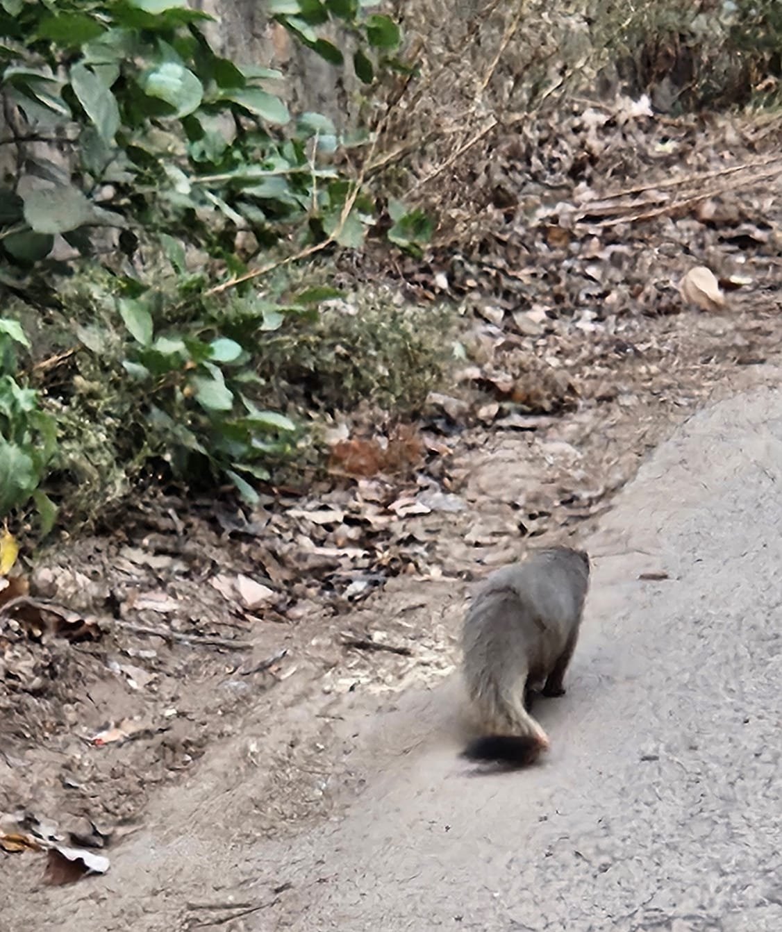 Mongoose on road