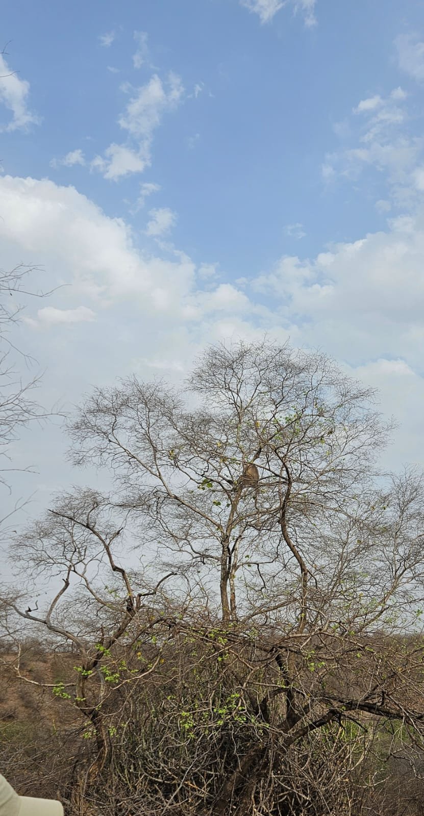 Langur monkey in tree