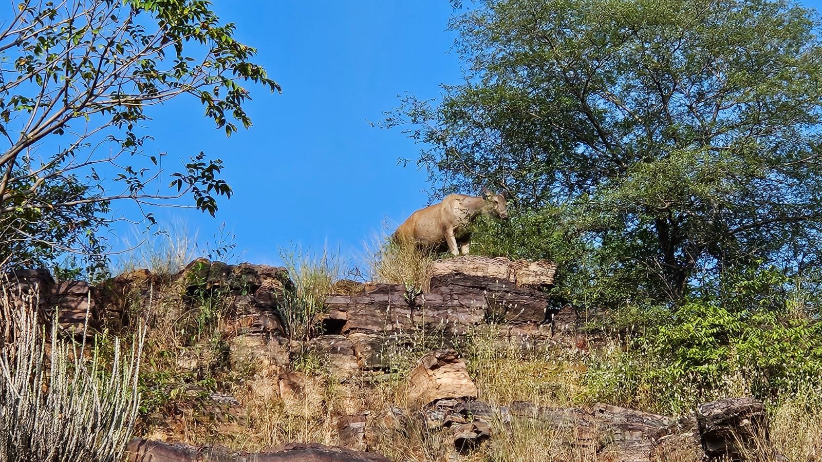 Sambar on fort wall