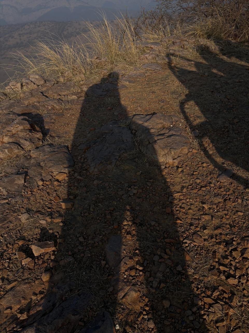 Shadows at sunset Ranthambore