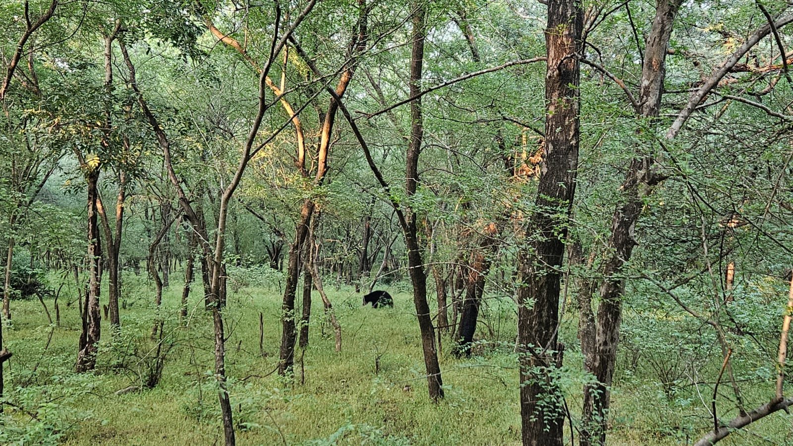 Sloth bear in forest