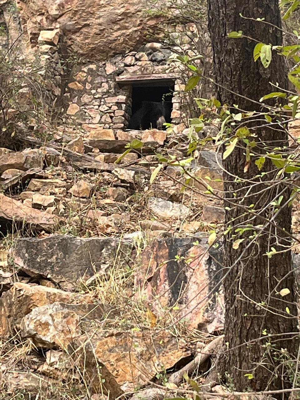 Sloth bear in ruins