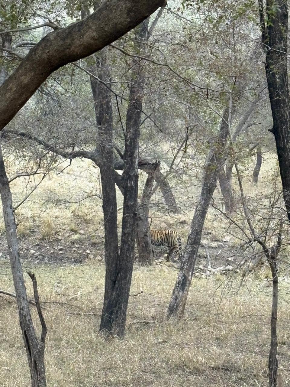 Tiger in dry forest
