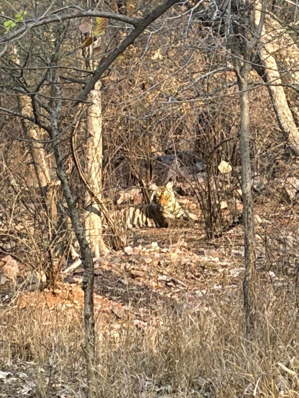 Tiger golden sunlight forest