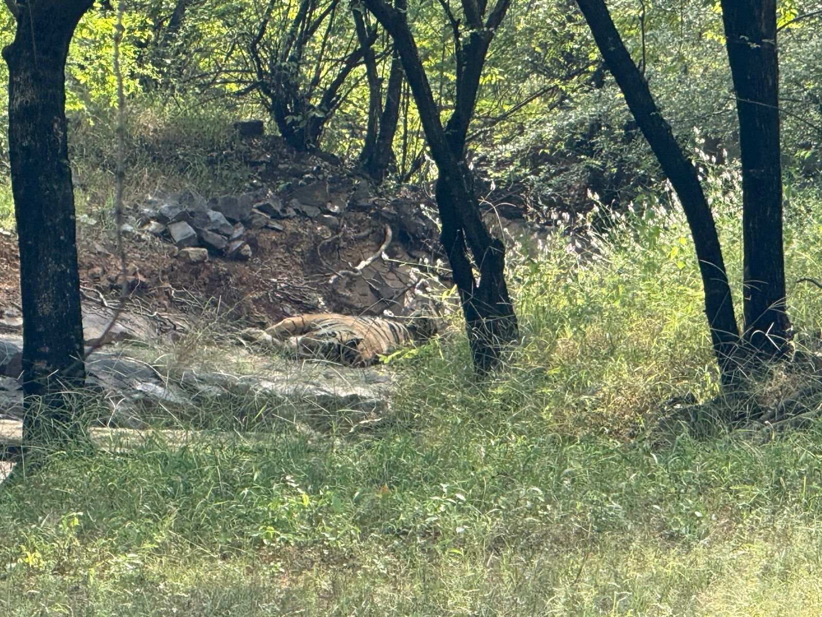 Tiger in green monsoon