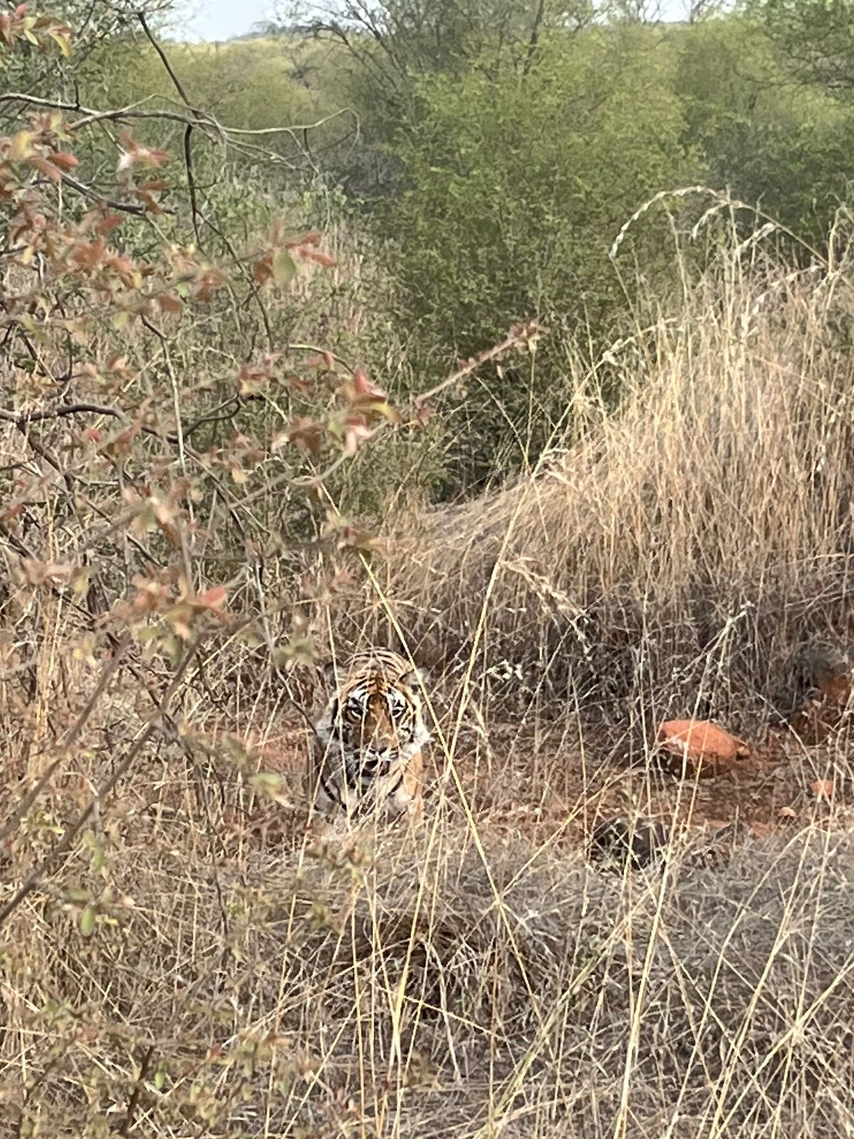 Tiger in grass Ranthambore