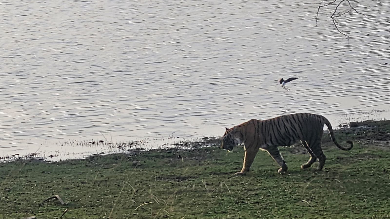 Tiger at lake with bird