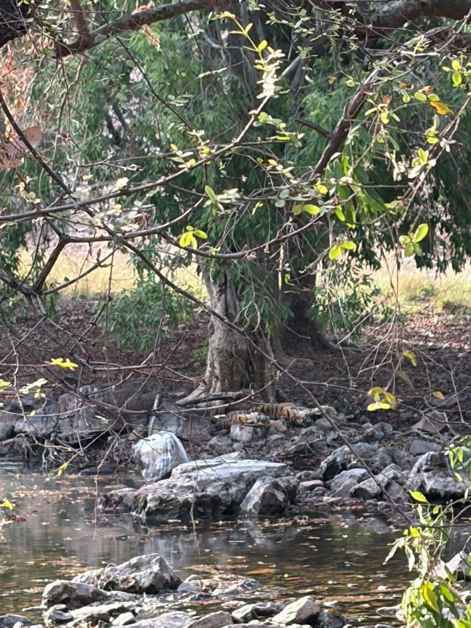 Tiger hidden lake bank