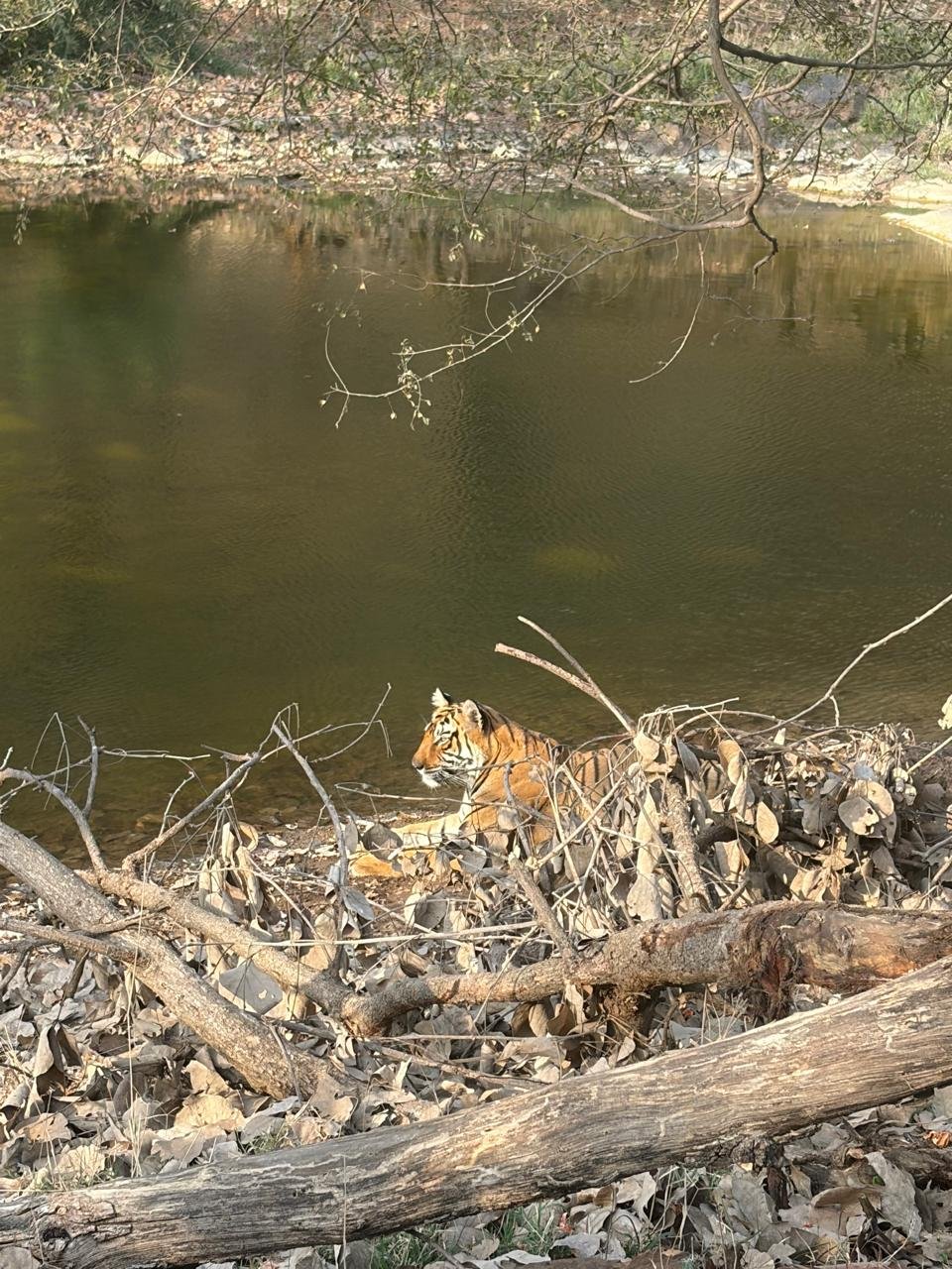 Tiger at lake shore