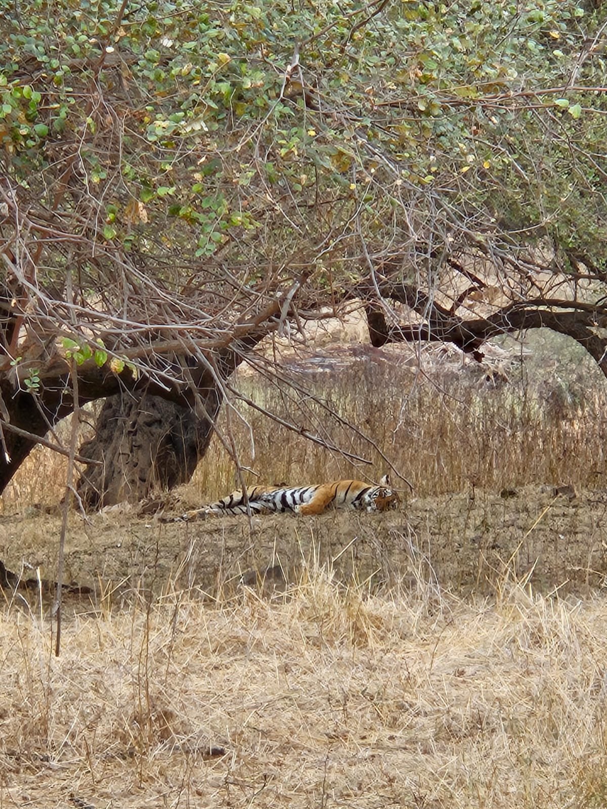 Tiger lying in grass