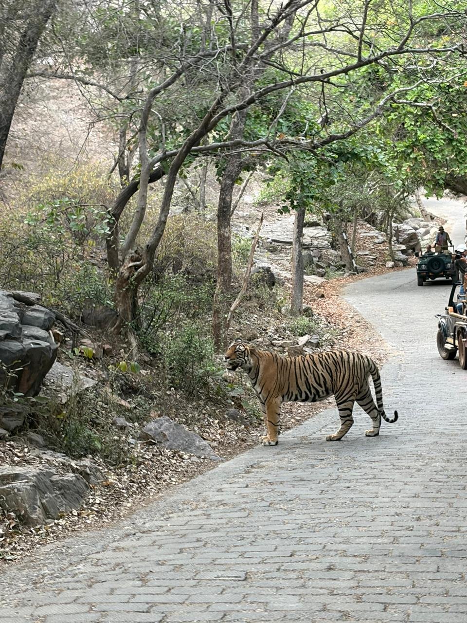 Tiger crossing paved road