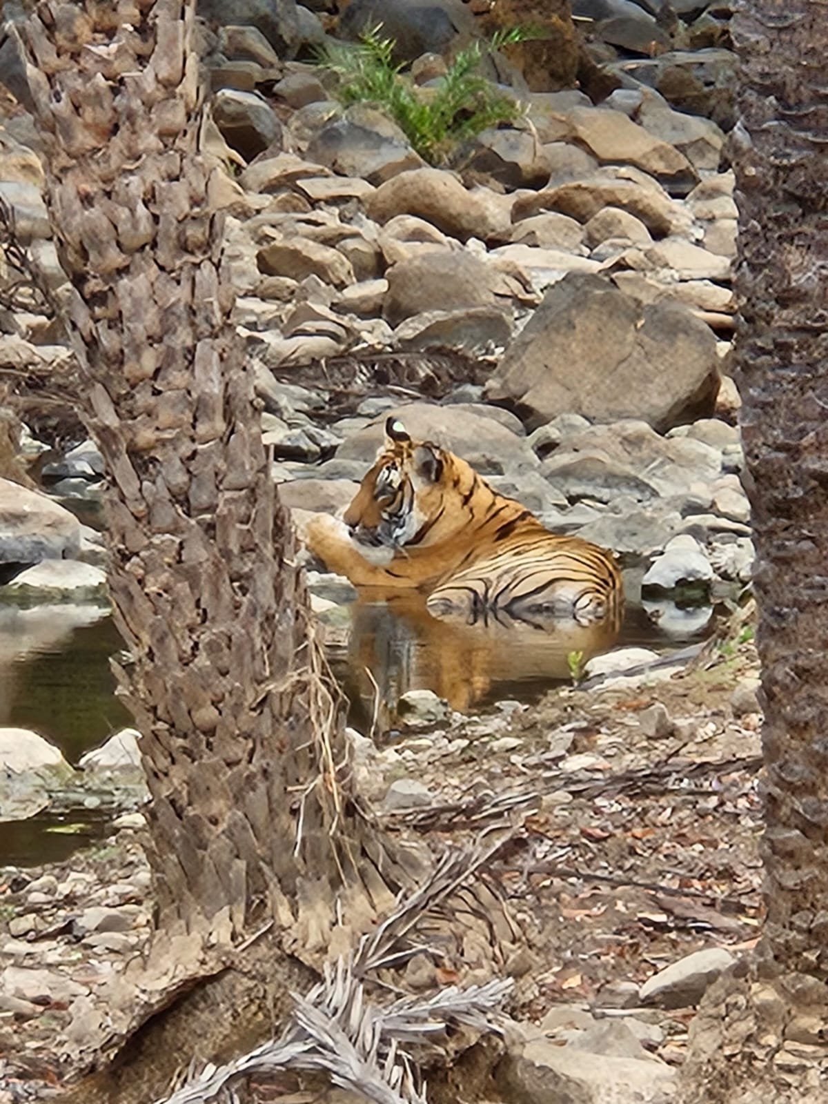 Tiger cooling in pool