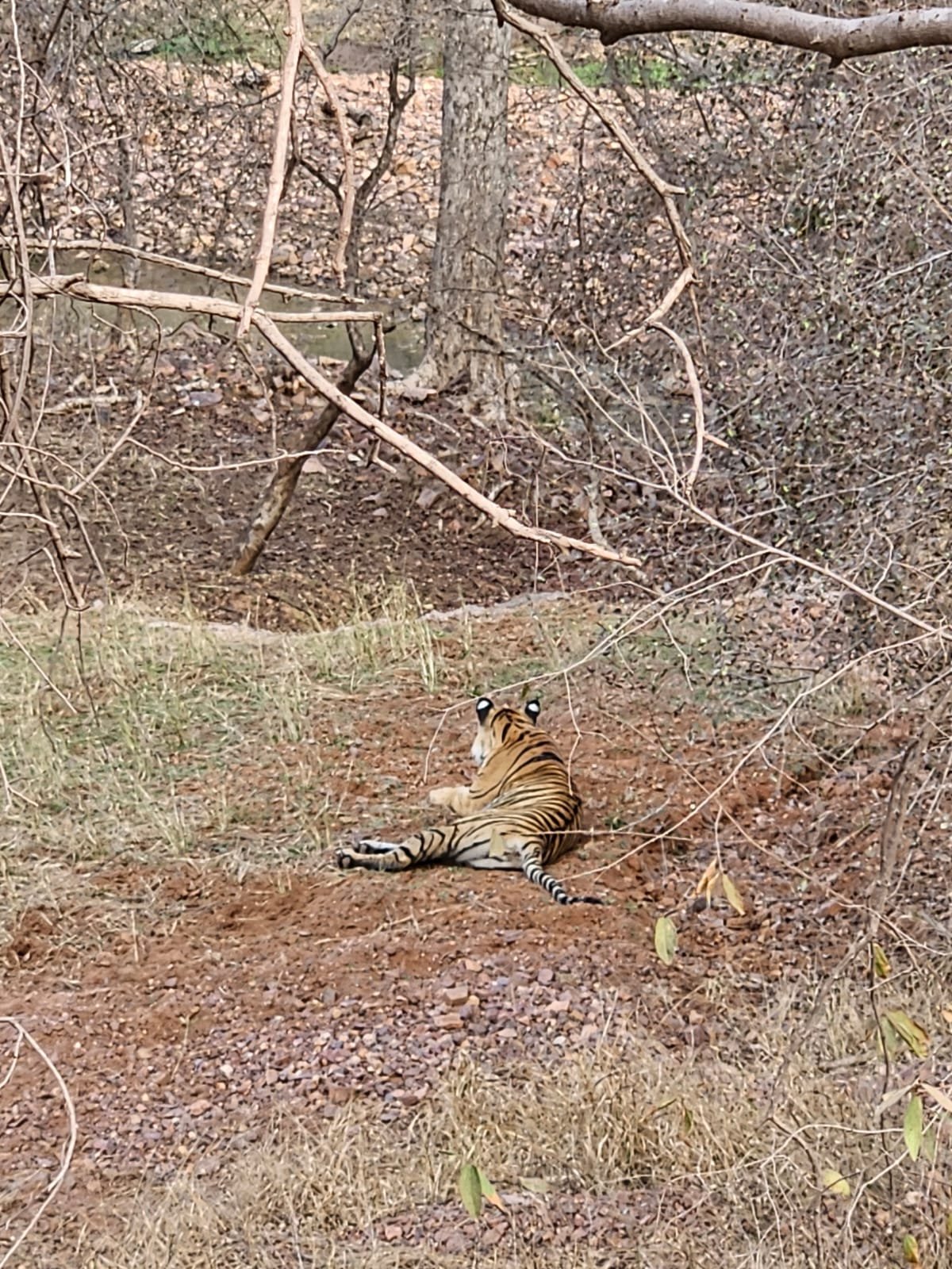 Tiger resting red soil