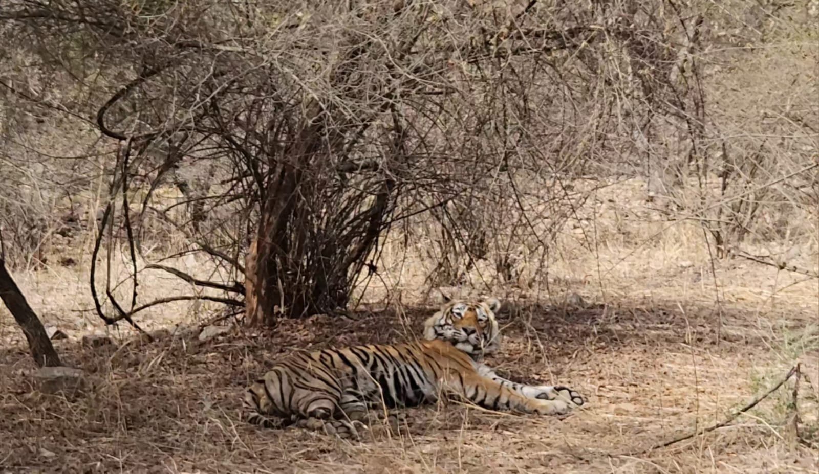 Tiger resting profile