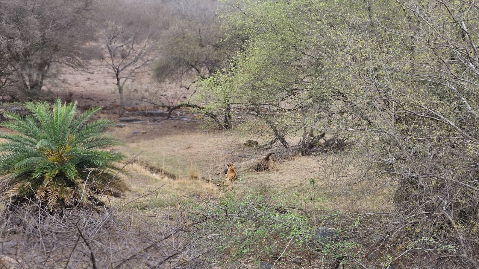 Tiger in open valley