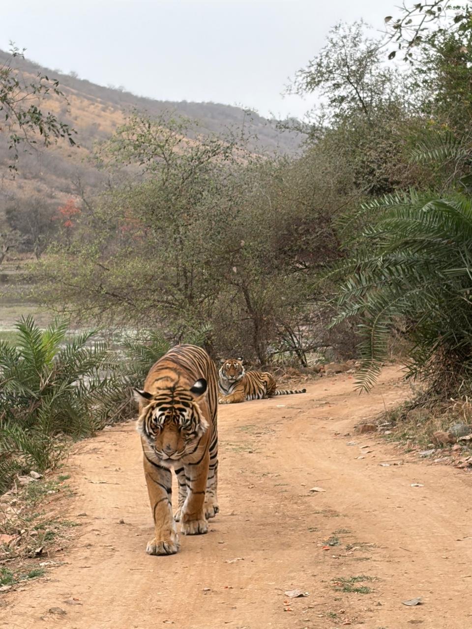 Two tigers on road